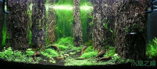 如何控制魚缸內水草密度：控制魚缸內水草密度的關鍵在于平衡光照、氧氣供應以及植物生長的空間