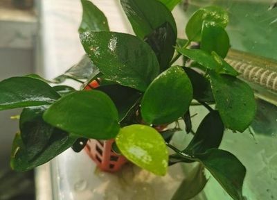 如何控制魚缸內水草密度：控制魚缸內水草密度的關鍵在于平衡光照、氧氣供應以及植物生長的空間