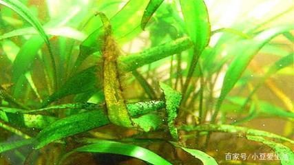 如何控制魚缸內水草密度：控制魚缸內水草密度的關鍵在于平衡光照、氧氣供應以及植物生長的空間