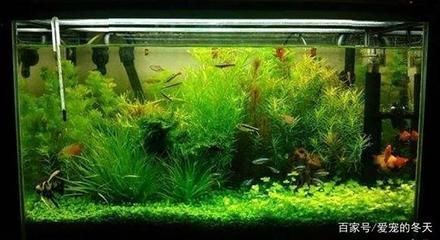 如何控制魚缸內水草密度：控制魚缸內水草密度的關鍵在于平衡光照、氧氣供應以及植物生長的空間