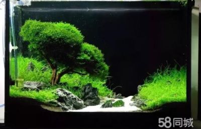 海寧龍魚魚缸價格、型號、廠家：海寧淡水魚缸多少錢怎么樣 海寧龍魚魚缸價格、型號、廠家：海寧淡水魚缸多少錢怎么樣 魚缸百科 第3張