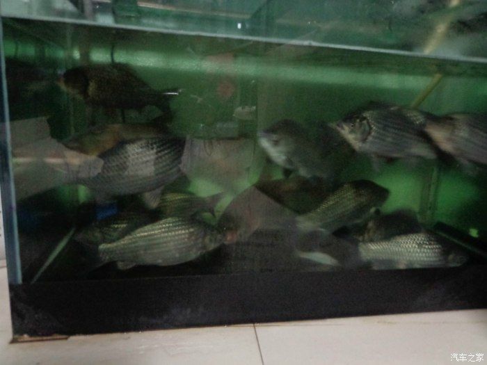 海寧龍魚魚缸價格、型號、廠家：海寧淡水魚缸多少錢怎么樣 海寧龍魚魚缸價格、型號、廠家：海寧淡水魚缸多少錢怎么樣 魚缸百科 第1張
