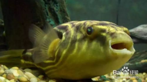 魚缸燈晚上關(guān)不關(guān)好？：狗頭魚缸燈晚上關(guān)不關(guān)好，魚缸光照科學(xué)管理了解魚缸光照的最佳實踐