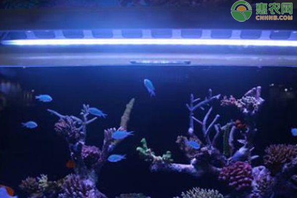 魚缸燈晚上關(guān)不關(guān)好？：狗頭魚缸燈晚上關(guān)不關(guān)好，魚缸光照科學(xué)管理了解魚缸光照的最佳實踐