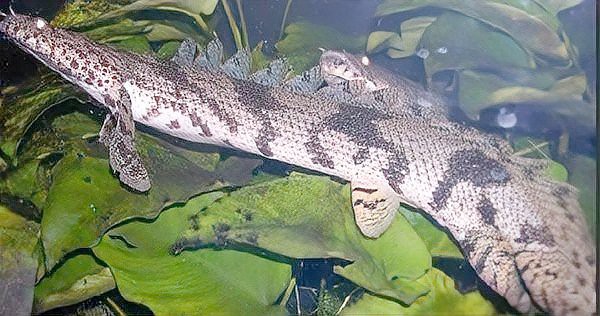 虎斑恐龍魚(yú)繁殖方式有哪些品種的