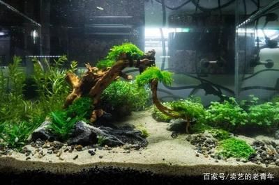 如何選擇合適的魚缸底砂：選擇合適的魚缸底砂是一個需要考慮多個因素的過程