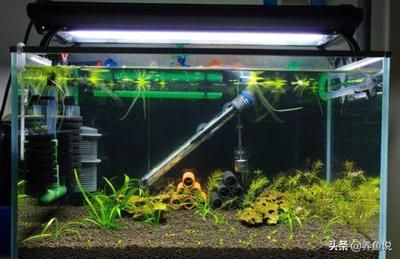 如何選擇合適的魚缸底砂：選擇合適的魚缸底砂是一個需要考慮多個因素的過程