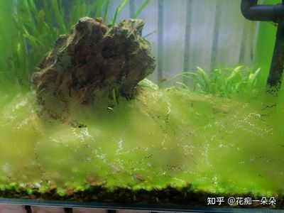 如何選擇合適的魚缸底砂：選擇合適的魚缸底砂是一個需要考慮多個因素的過程