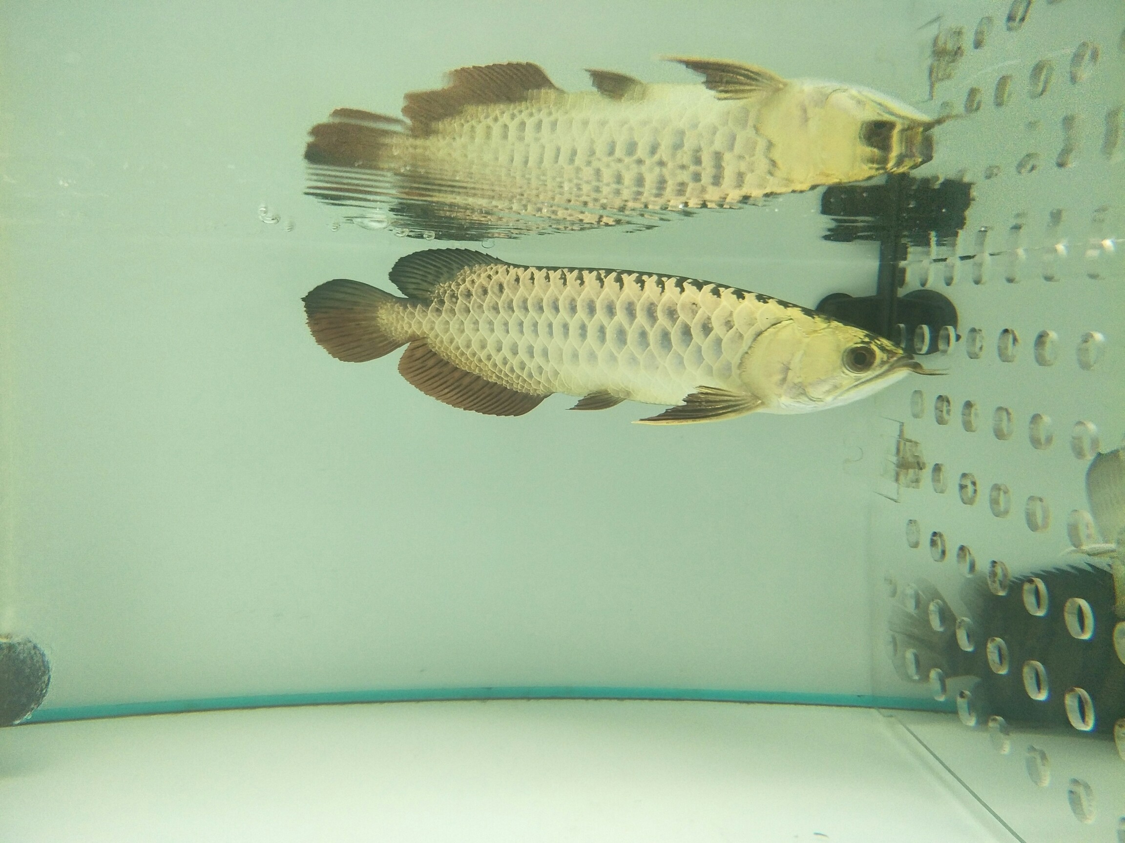 勸君惜取少年時、不要輕易開魚店二