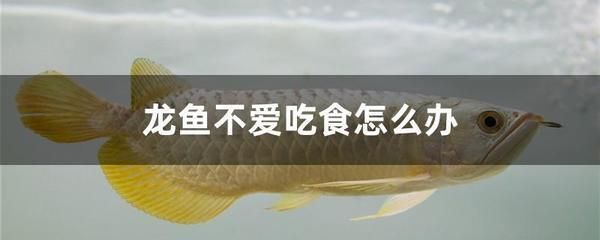 龍魚不吃食怎么調(diào)理好（龍魚不吃東西怎么辦） 龍魚不吃食怎么調(diào)理好（龍魚不吃東西怎么辦） 龍魚百科 第4張