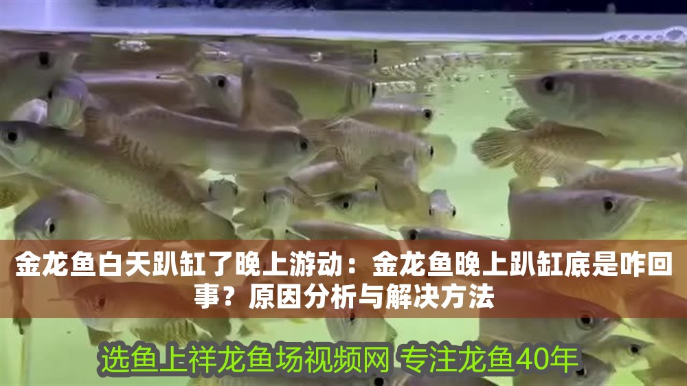金龍魚白天趴缸了晚上游動：金龍魚晚上趴缸底是咋回事？原因分析與解決方法
