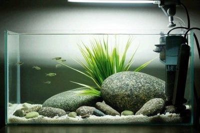 養(yǎng)旁皮魚(yú)缸需配什么燈：養(yǎng)旁皮魚(yú)缸需配什么燈，旁皮魚(yú)缸配置燈具的需求