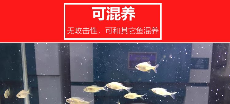 養(yǎng)旁皮魚(yú)缸需配什么燈：養(yǎng)旁皮魚(yú)缸需配什么燈，旁皮魚(yú)缸配置燈具的需求