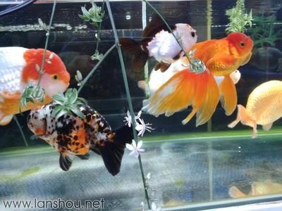 養(yǎng)旁皮魚(yú)缸需配什么燈：養(yǎng)旁皮魚(yú)缸需配什么燈，旁皮魚(yú)缸配置燈具的需求