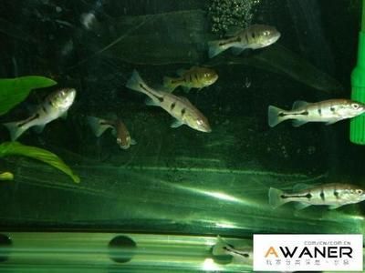 養(yǎng)旁皮魚(yú)缸需配什么燈：養(yǎng)旁皮魚(yú)缸需配什么燈，旁皮魚(yú)缸配置燈具的需求