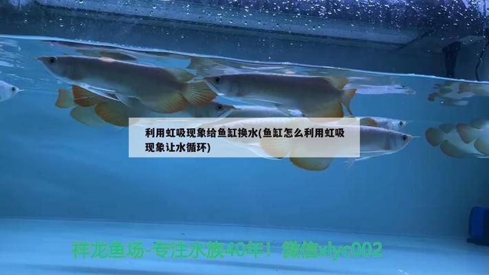 魚(yú)缸虹吸現(xiàn)象 三個(gè)征兆：如何預(yù)防魚(yú)缸虹吸現(xiàn)象