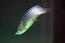 淡水金龍魚(yú)圖片高清大圖