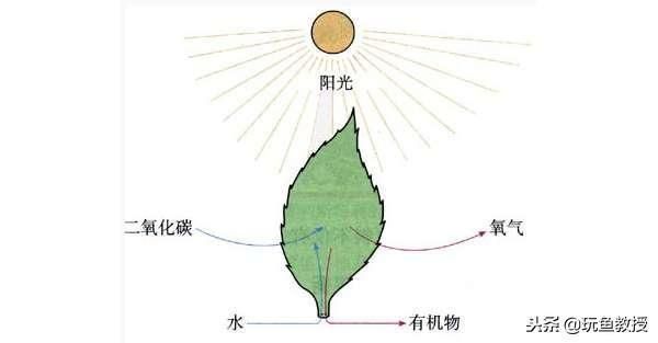 魚缸光照對金魚健康的影響：金魚最佳光照時間和強度，如何選擇魚缸照明設備