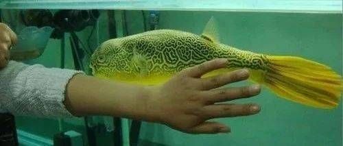 狗頭魚飼養(yǎng)缸體大小的建議：關(guān)于狗頭魚飼養(yǎng)缸體大小的建議