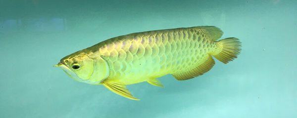 龍魚(yú)的特點(diǎn)描寫(xiě)：關(guān)于龍魚(yú)的介紹