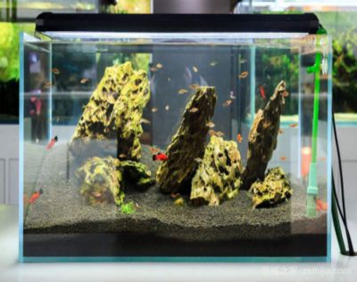 魚缸性價比高的品牌（森森玻璃生態(tài)魚缸價格適合家庭使用這些品牌）