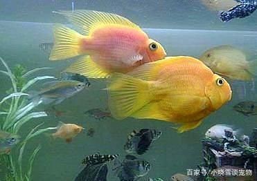 龍魚和鸚鵡混養：如何判斷龍魚和鸚鵡魚是否和諧共處