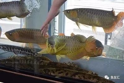 龍魚交流微信群：龍魚交流微信群，龍魚養殖常見誤區