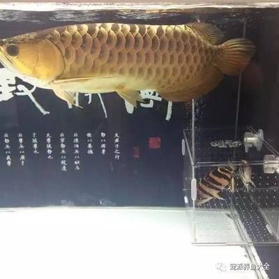 龍魚交流微信群：龍魚交流微信群，龍魚養殖常見誤區