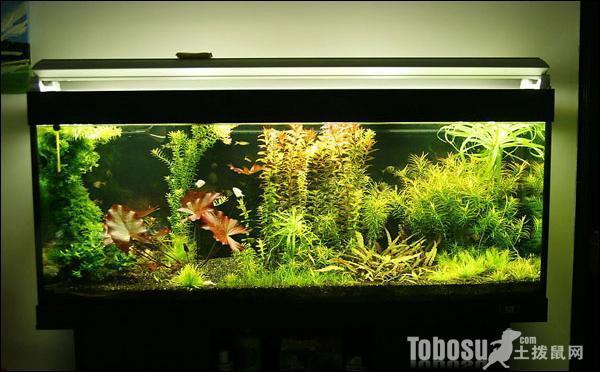 廣州市番禺區橋南街魚屋水族店（廣州市番禺區橋南街魚屋水族店電話）