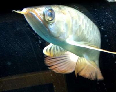 龍魚眼睛有白霧是什么：龍魚眼睛出現白霧怎么辦