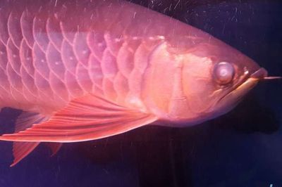 龍魚眼睛有白霧是什么：龍魚眼睛出現白霧怎么辦