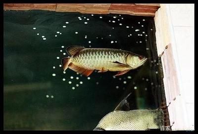 龍魚追咬虎魚怎么不讓他追咬：龍魚和虎魚的領地意識較強，如何解決龍魚追咬虎魚的問題