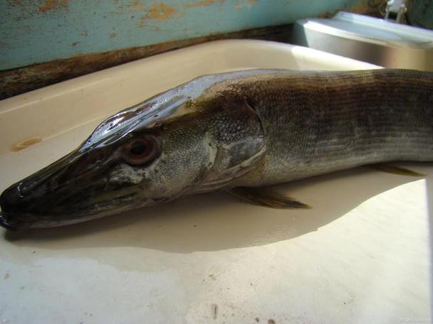 杜龍魚多少錢一斤