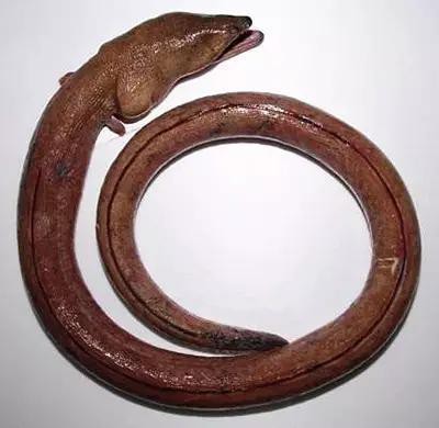 杜龍魚多少錢一斤