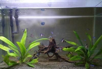 小龍魚喂多少飼料合適：小龍魚喂多少飼料合適呢？