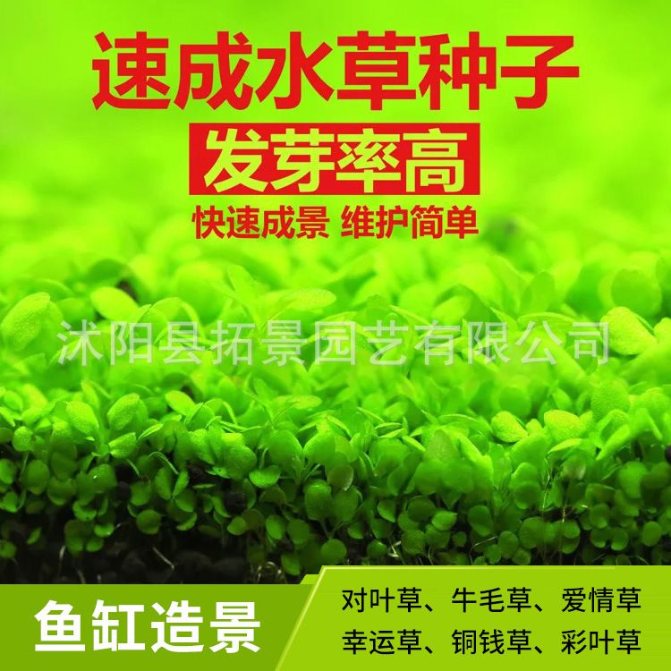 彩葉草魚(yú)缸造景：如何利用彩葉草來(lái)裝飾魚(yú)缸