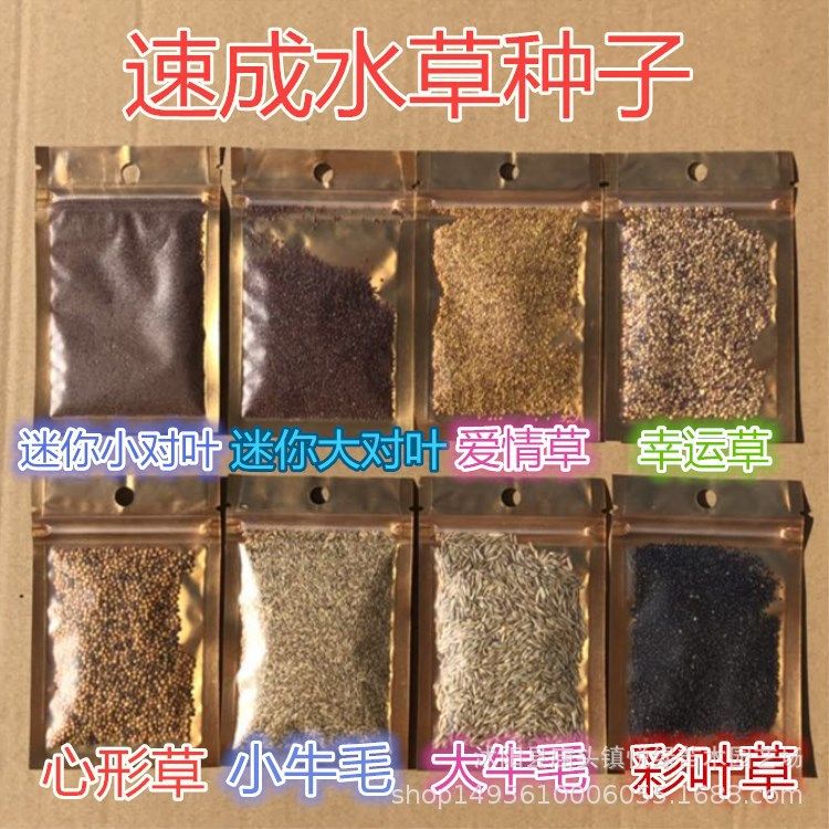 彩葉草魚(yú)缸造景：如何利用彩葉草來(lái)裝飾魚(yú)缸