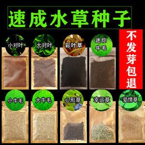 彩葉草魚(yú)缸造景：如何利用彩葉草來(lái)裝飾魚(yú)缸