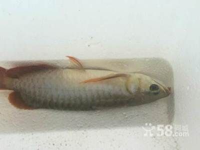 紅龍魚紅龍魚價格：紅龍魚養殖技術