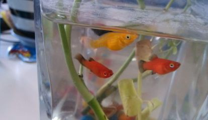 魚缸要幾天換水（魚缸換水的頻率取決于多種因素）