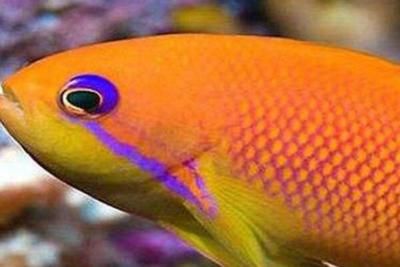 最貴的黃金龍魚多少錢一條圖片（最貴的黃金龍魚價(jià)格可以達(dá)到580萬(wàn)元人民幣）