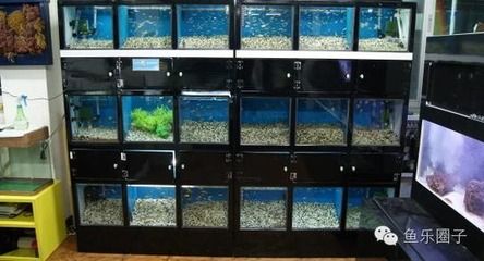 花鳥魚蟲市場的信息尚未給出，花鳥魚蟲市場的需求：花鳥市場花鳥市場