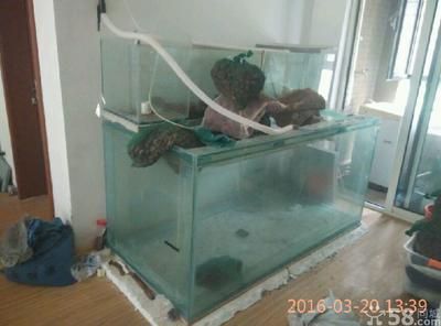 花鳥魚蟲市場的信息尚未給出，花鳥魚蟲市場的需求：花鳥市場花鳥市場
