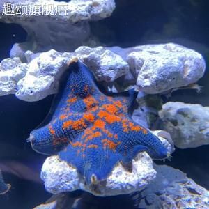 海星活體海水魚缸（養護海星活體海水魚缸需要注意什么？）