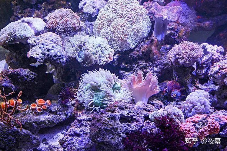 珊瑚養(yǎng)殖的入門指南珊瑚是海缸中不可或缺的一部分：如何打造一個穩(wěn)定的海水生態(tài)系統(tǒng)
