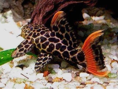 龍魚落缸底：龍魚落底是什么原因引起的？全面解析與應對策略