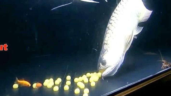 金龍魚吃自己的卵（金龍魚吃自己的卵會影響繁殖成功率嗎） 金龍魚吃自己的卵（金龍魚吃自己的卵會影響繁殖成功率嗎） 龍魚百科 第2張