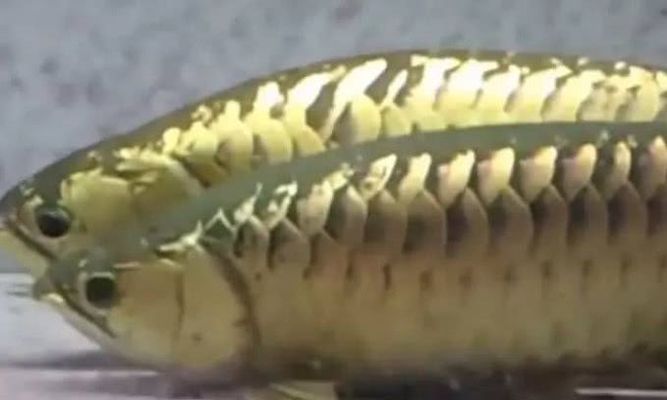 金龍魚吃自己的卵（金龍魚吃自己的卵會影響繁殖成功率嗎） 金龍魚吃自己的卵（金龍魚吃自己的卵會影響繁殖成功率嗎） 龍魚百科 第1張