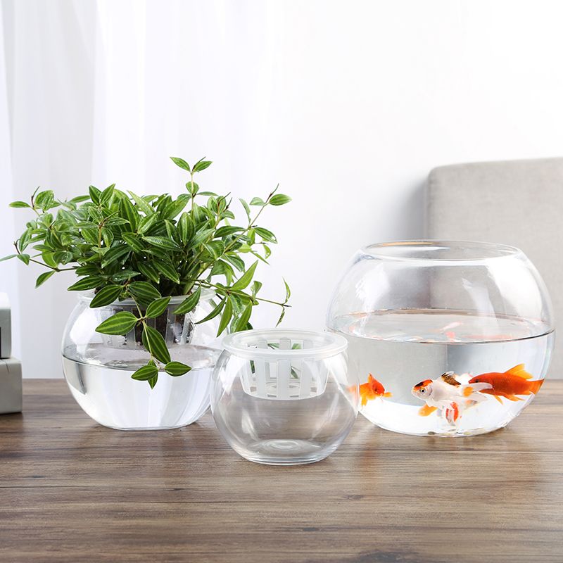 花盆放魚缸里有毒嗎（花盆可以放魚缸里嗎？）