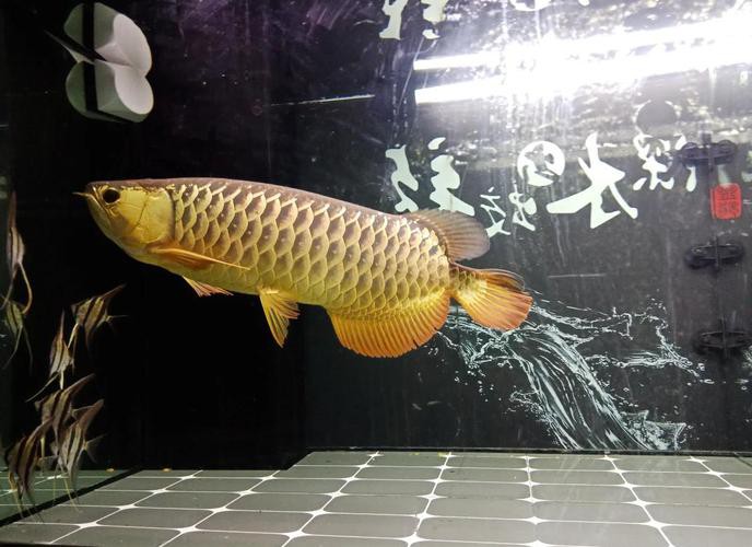 金龍魚(yú)頭部圖片大全